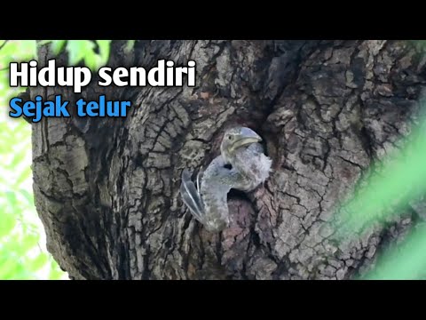 Video: Adakah marciano masih memiliki burung helang itu?