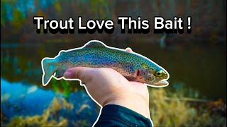 Best Bait for Trout Fishing: TESTED