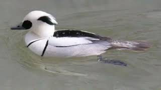 видео: Луток – Самая Красочная Утка в Мире! картинка: Луток – Самая Красочная Утка в Мире!