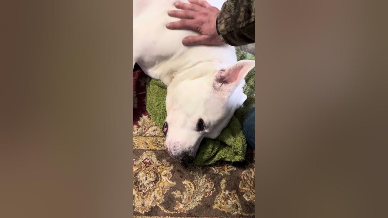 thor-update-video-he-is-still-drinking-but-not-eating-i-will-try-to
