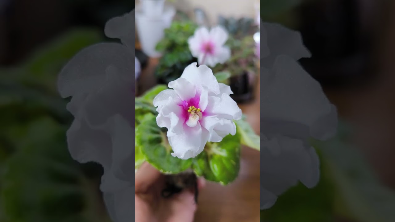 Немного цветущих фиалок 