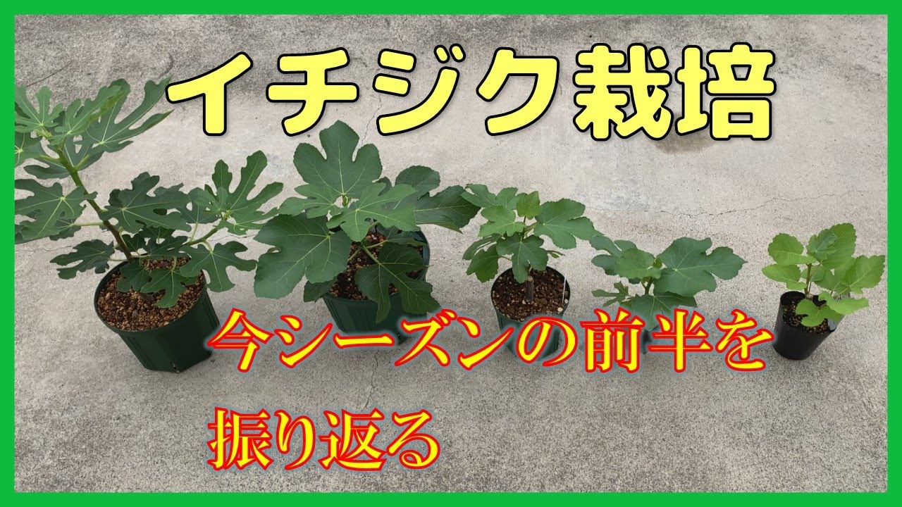 【イチジク】いちじく栽培、今シーズンの前半を振り返ってみました。