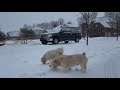 Oliver and Mochi: Snow dogs