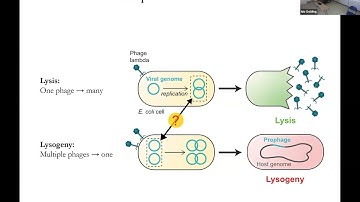 SEEM Seminar 2025 11 21  I Golding: Phage Dormancy: Emerging Principles & Open Questions