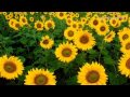 ERNESTO CORTAZAR - Sentiments