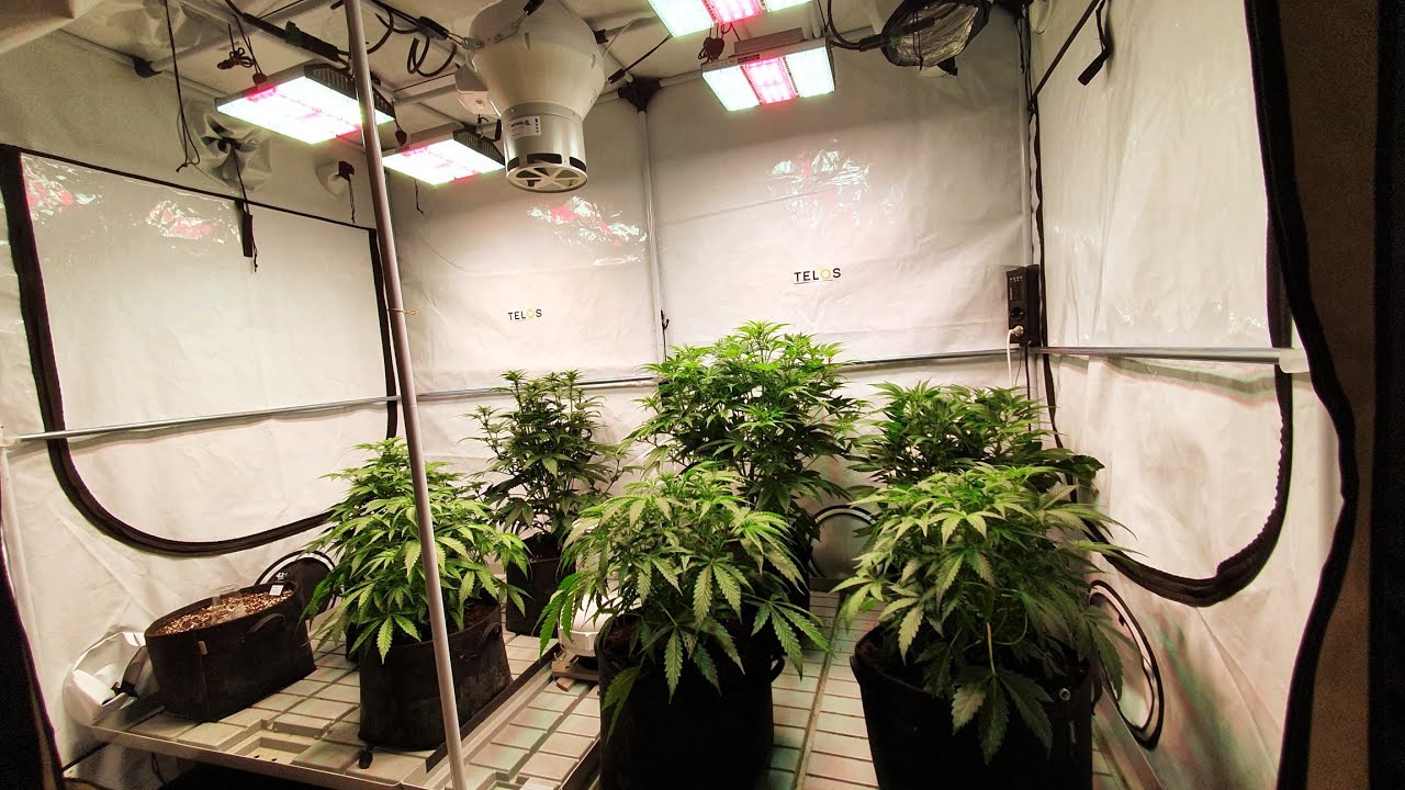 Week 5 Autoflower Grow Roundup.