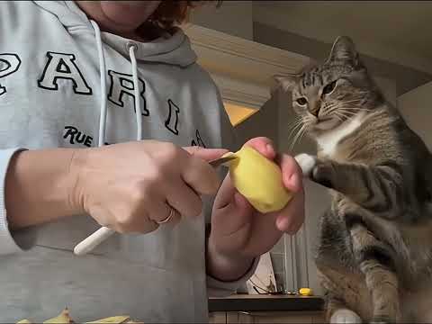 My cat loves potatoes🥔 😂😂