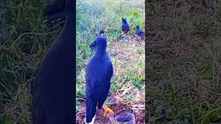 Download Lagu pikat BURUNG JALAK KEBO paling ampuh auto turun,anti zonkkkk MP3