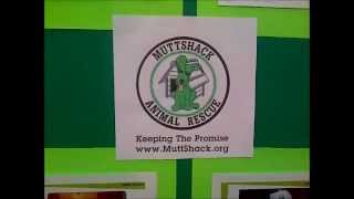 Adopt a Pet @  PETCO Burbank CA on Sundays - Community Events