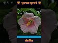 दुःखाची झळ आणि वेदनेची कळ सुप्रभात- २५२ #चिंतन #सुवचन #सुलेखन #सुविचार #सुप्रभात #goodthoughts