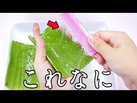 【ASMR】アロエベラのねばねばを量産する方法🌵？【音フェチ】