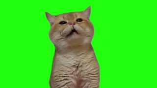 Continues Sneezing Cat Meme Green Screen