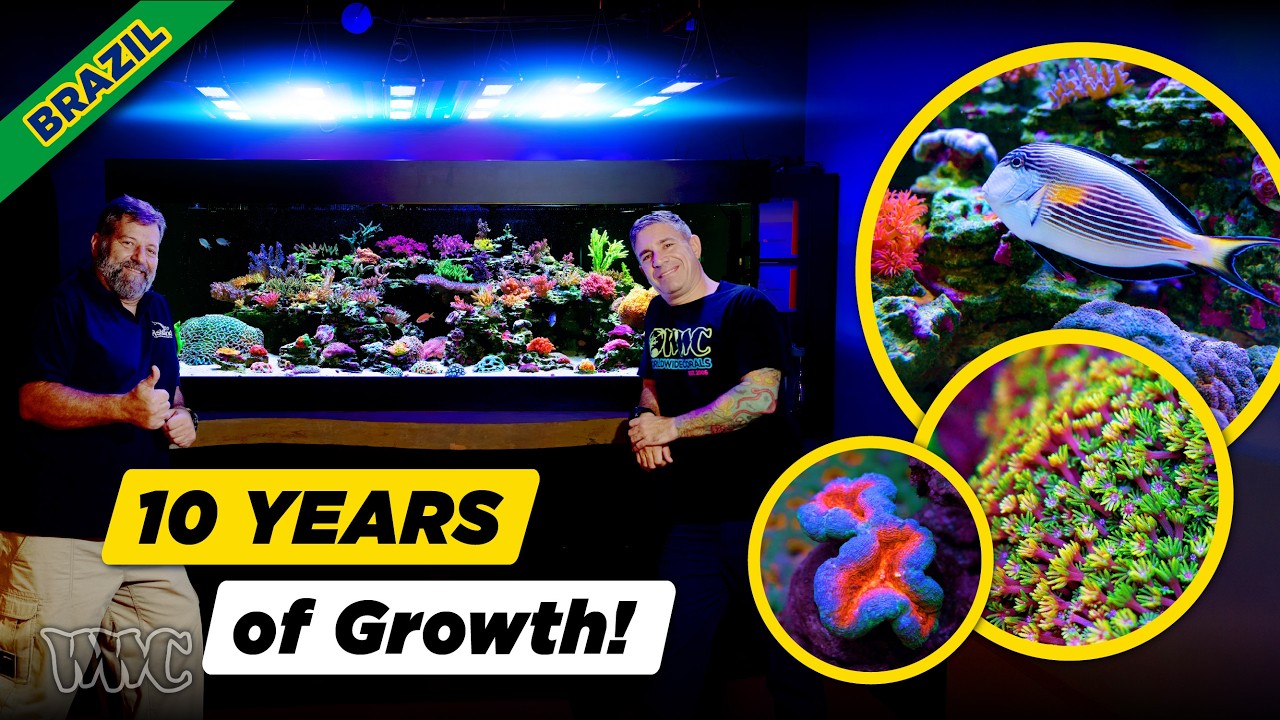 This Reef Has Grown for 10 Years! | SPS, Chalices & Reef Keeping in Brazil