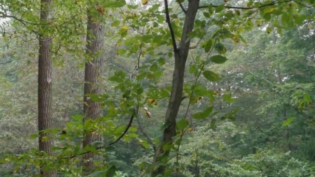 Homes for Sale W Lewisville Road, Paragon, IN YouTube