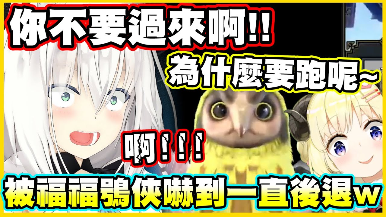 被福福鴞俠嚇到一直後退的好狐w【角巻わため】【角卷綿芽】【白上フブキ】【白上吹雪】【Vtuber中文翻譯】