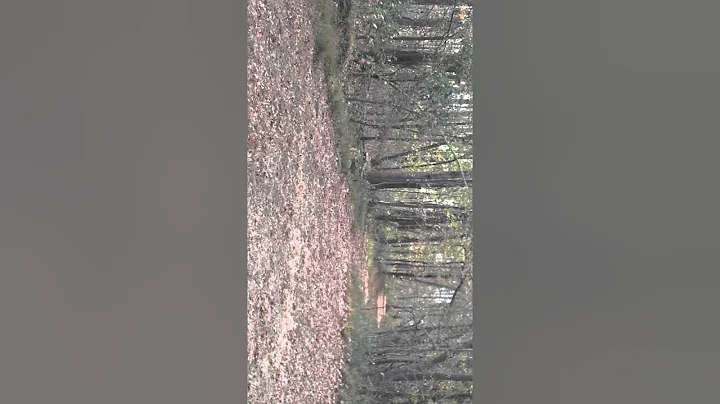 crazy deer hunt