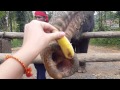 Так кушают слоны)