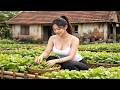 REWIND TIMELAPSE :The Process of Growing Vegetables and Corn - Make a Fence To Protect The Plants
