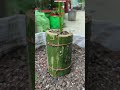🌶️ Bamboo Deep Watering Trick for Chilli Plants 🌿 Bigger Roots, Bigger Harvest! #shorts #gardening