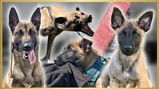 MALINOIS Develop INSANE POWER!! by Andy Krueger Dog Training  6,194 views 1 year ago 4 minutes, 28 seconds