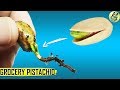 Grow Pistachio Tree From Grocery Pistachios | Seed Germination Results