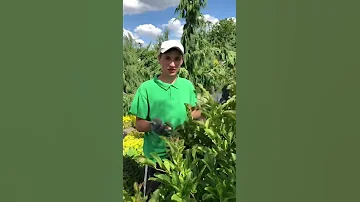 Как правильно обрезать магнолию?