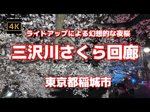 【街ブラ4K】【#三沢川さくら回廊】【ライトアップによる幻想的な夜桜】【第15回 三沢川 桜・梨の花まつり】【三沢川沿い約320本の桜並木が約900m続く】【稲城市役所】東京都稲城市
