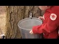 How To Make Maple Syrup