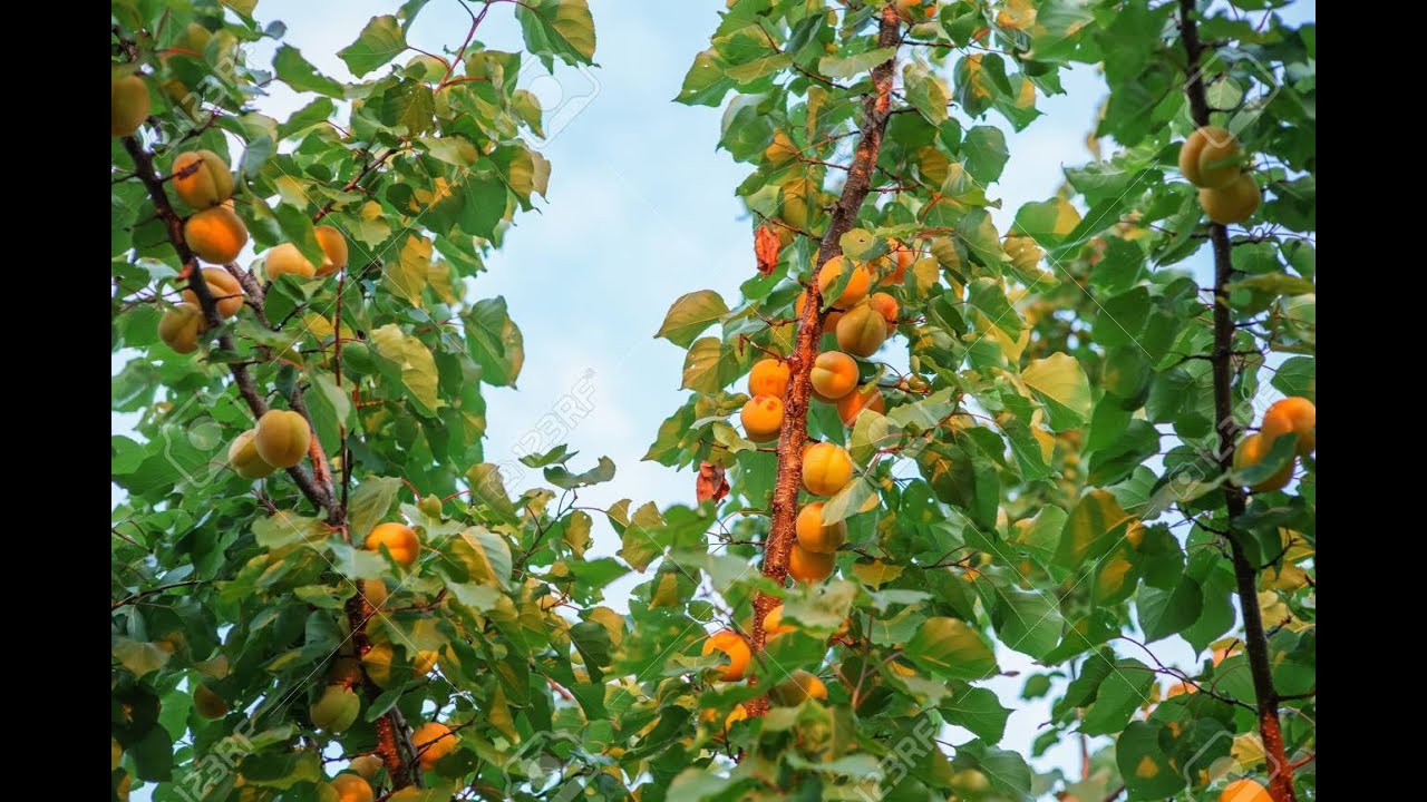 Cultivo de frutales: Albaricoque (Prunus armeniaca)