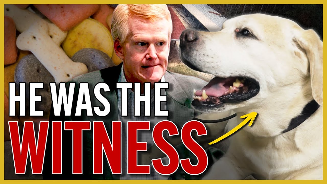 Бабба Мердо: жёлтый лабрадор, который помог осудить Алекса