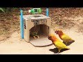 Creative Easy Bird Trap Technology - Build Bird Trap Make from Cardboard With Water Bottle