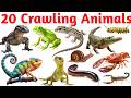 20 रेंगने वाले जानवरों के नाम 🐍 | Crawling Animals Names in English | Learn Animal Names for Kids