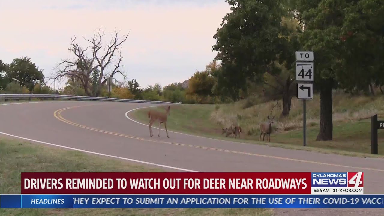 Edmond police release dashcam video of deer crash - YouTube