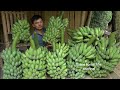 Harvest bananas in the mountains and weed for watermelons. Robert | Green forest life