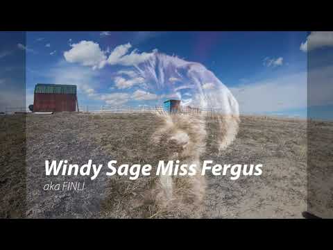 windy sage pudelpointers