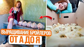 ВЫРАЩИВАНИЕ БРОЙЛЕРОВ НА МЯСО | Бизнес и жизнь в деревне