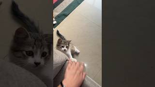 Playing with cat 🐈 | #cat #funnycatvideos #trendingshorts #shorts