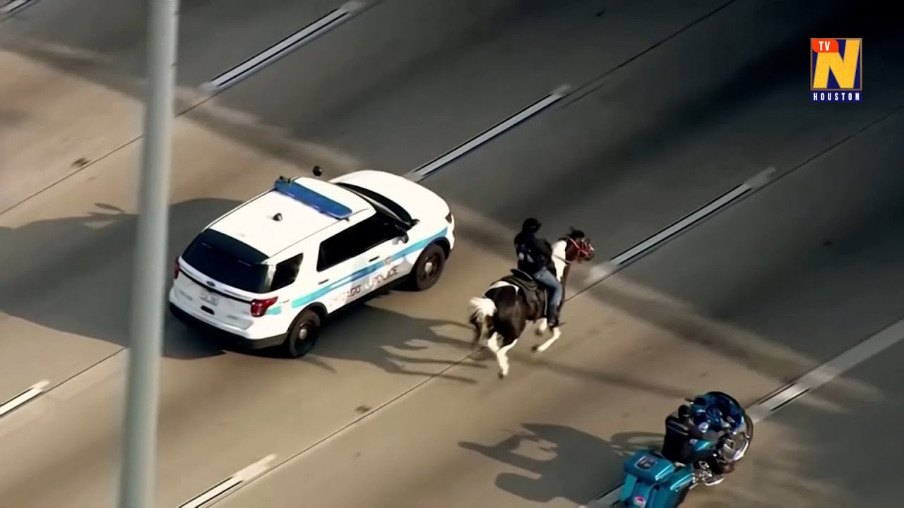 'Dreadhead Cowboy' arrested after riding horse on busy highway - YouTube