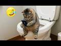 笑ったら負け 🤣 2026 年の最も面白い猫と犬の動画 😸🐶