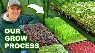 How We Grow The BEST Microgreens | Our Process by Rochester Microgreens 1,017 views 3 months ago 2 minutes, 43 seconds
