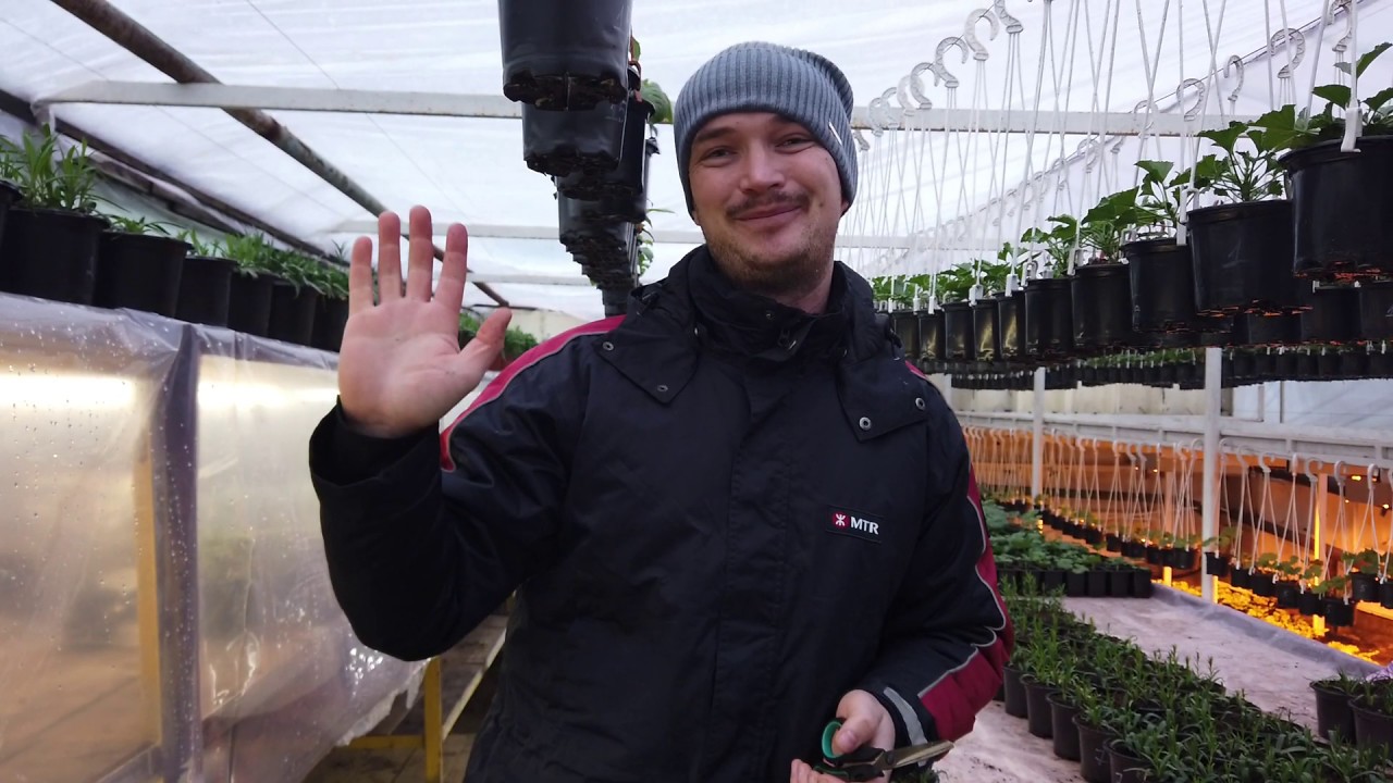 Формировка и уход за хиленькими Пеларгониями.