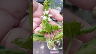 No dejes florecer a la ALBAHACA todavía 😱