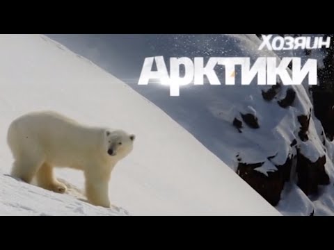 Хозяин Арктики белый медведь