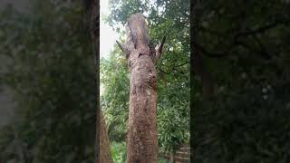 Polyrhachis Schlueteri Or Silver Spiny Sugar Ant