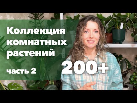 Обзор моей коллекции комнатных растений (2 часть) » Декабрь 2022