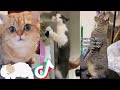 BEST CAT TIKTOKS!! #29