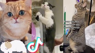 BEST CAT TIKTOKS!! #29 by ANIMAL TIKTOK 16,324 views 2 years ago 12 minutes, 34 seconds
