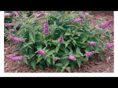 Video: Dar Quloqli Buddleya