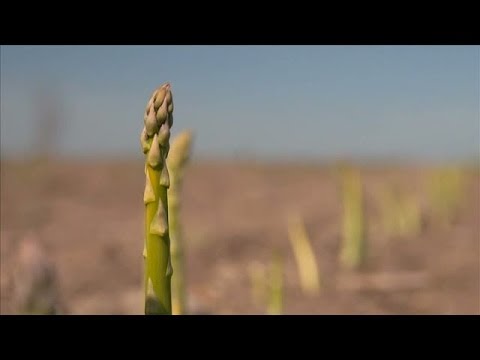 Video: Fördelarna Och Användningen Av Sparris Vid Matlagning