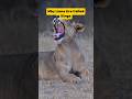 Why Lions Are Called Kings of the Jungle